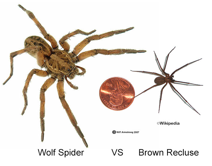 brown-recluse-vs-wolf-spider-size.jpg