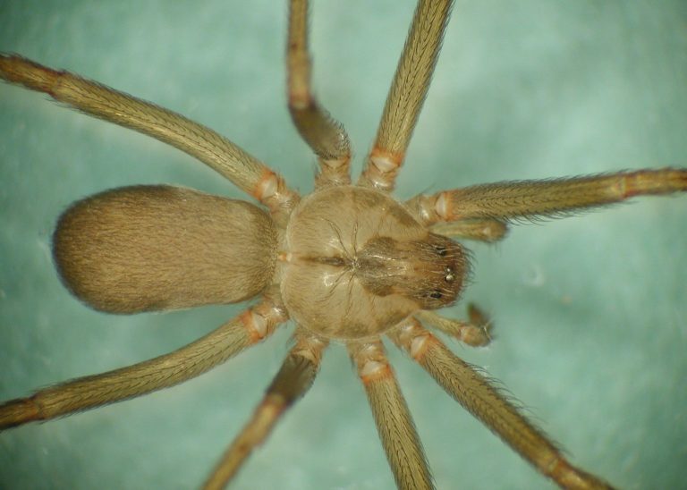 Brown Recluse Spiders How to avoid & First Aid for Bites Organicbiomama