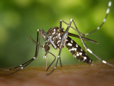 How to stop mosquito bites from itching? (Mosquitos don't bite, they sting, but still, you get me lol) The below tips are the collection of tips that helped many people, so they are all proven.