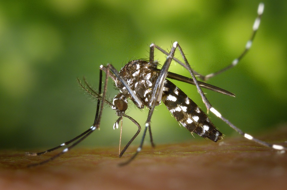 How to stop mosquito bites from itching? (Mosquitos don't bite, they sting, but still, you get me lol) The below tips are the collection of tips that helped many people, so they are all proven.