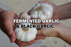 how to make black garlic or fermented garlic recipe